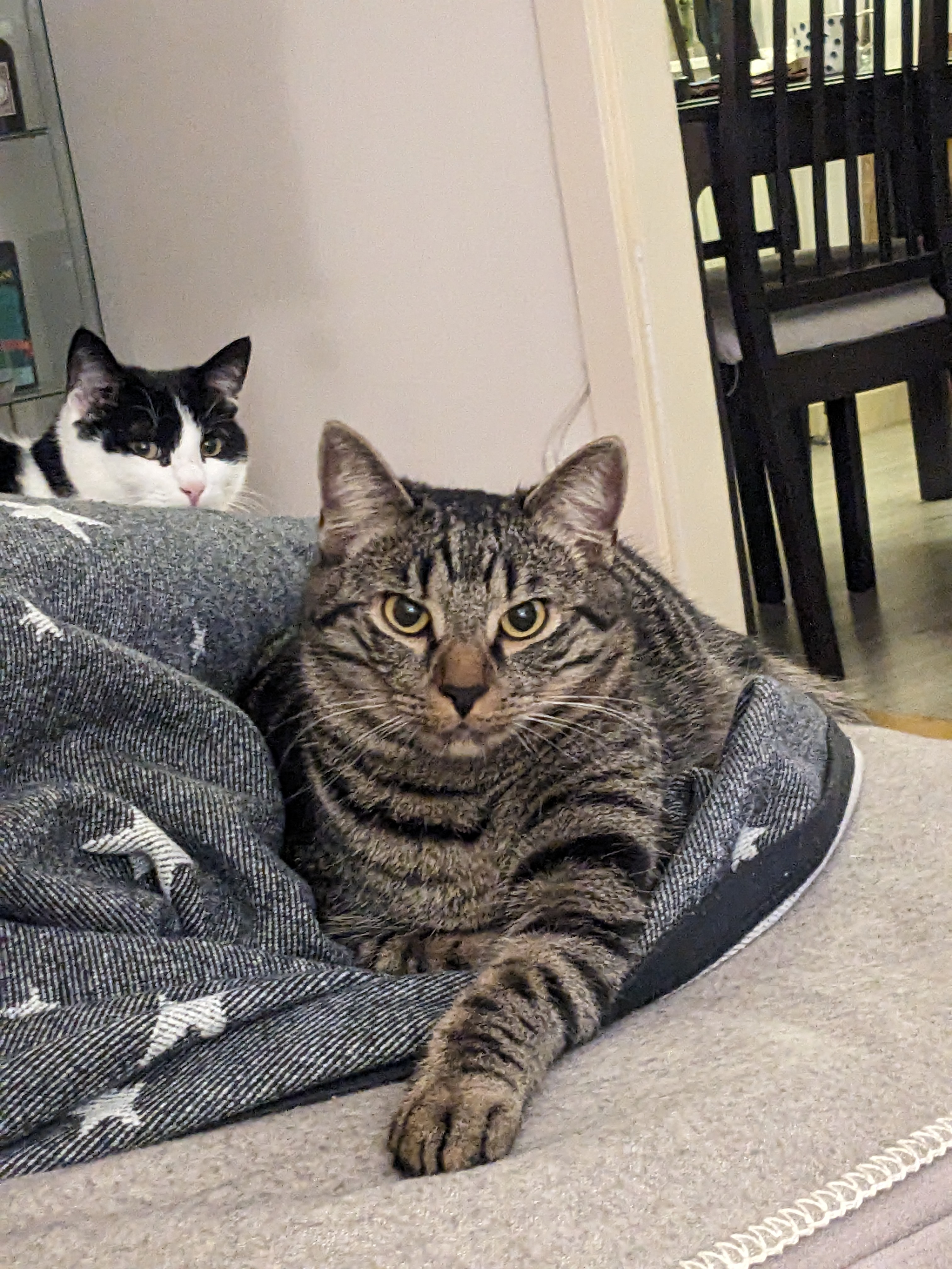 Two cats relaxing together